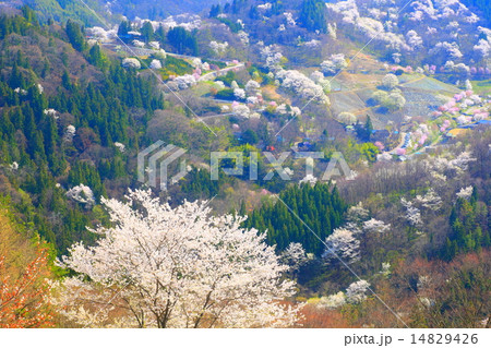 陸郷桜仙峡の山桜の写真素材