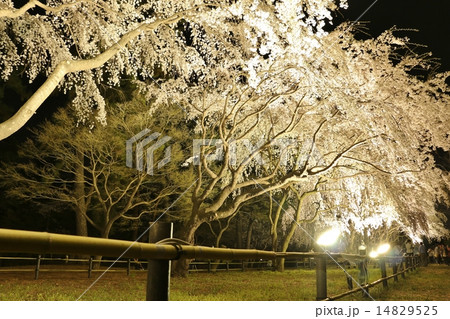 ライトアップされた敷島公園の しだれ桜の写真素材