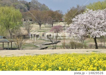 春の大室公園 14829526