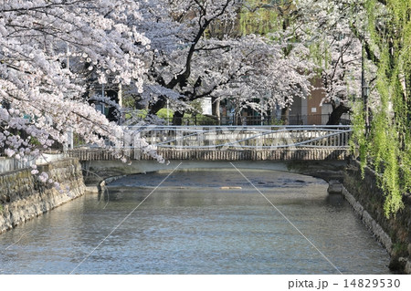 広瀬川 14829530