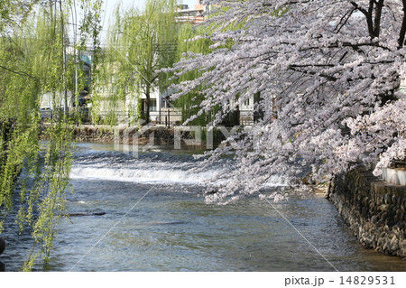 広瀬川 14829531