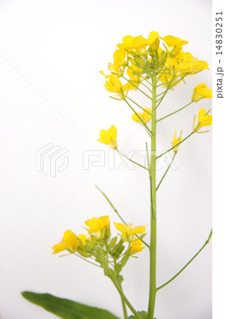 菜の花 14830251