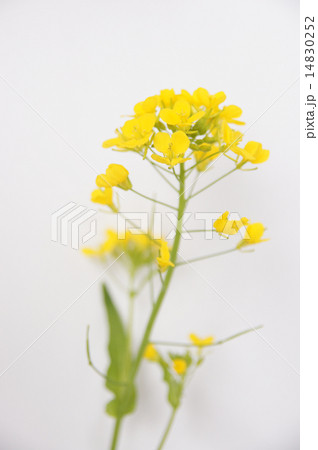 菜の花 14830252