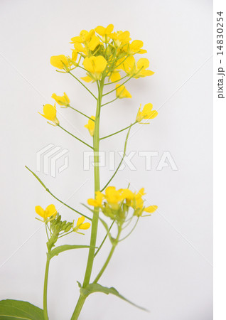 菜の花 14830254
