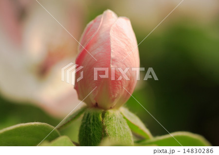 春の花のつぼみがふくらんで開花の直前 の写真素材