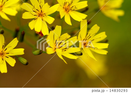 7月の野草タビラコ　東北・山形の初夏 14830293