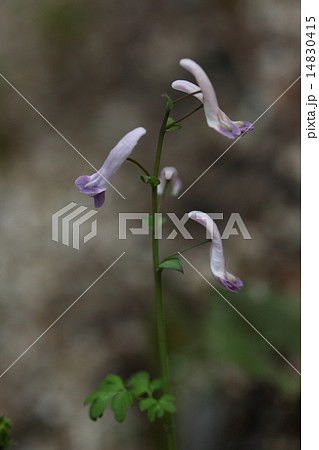 自然 植物 ジロボウエンゴサク 変な名前ですがスミレが太郎でこの花が次郎 引っ張りっこの遊びだとかの写真素材