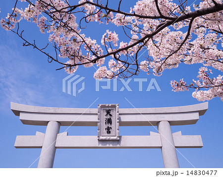 芦屋 打出天神社の鳥居と桜 芦屋 打出天神社の鳥居と桜 14830477