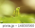 庭の卵から生まれたカマキリ、7月 14830560