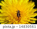 満開のタンポポとバッタのこども 14830561