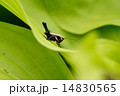高原の野草の葉とバッタ 14830565