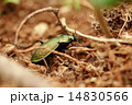 甲虫アオオサムシ　6月 14830566