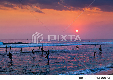 Silhouettes of the traditional stilt fishermen  14830678