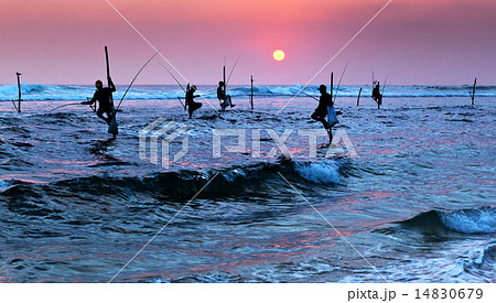 Silhouettes of the traditional stilt fishermen 14830679
