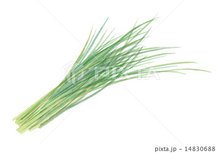 シブレット 14830688