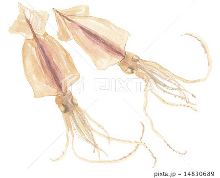 するめいか 14830689