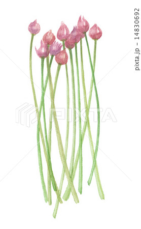 シブレット 14830692