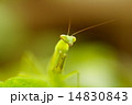庭の卵から生まれたカマキリ 14830843