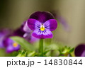 パンジーの花 14830844