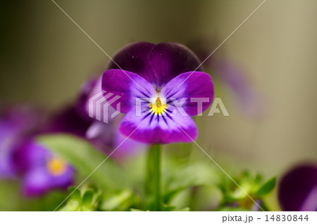 パンジーの花 パンジーの花 14830844