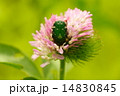 甲虫ハナムグリとアカツメクサ 14830845
