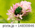 甲虫ハナムグリとアカツメクサ 14830846