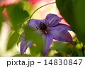 日陰に咲く美しい紫色のテッセンの花、6月 14830847