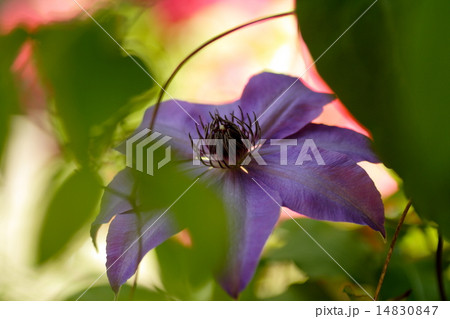 日陰に咲く美しい紫色のテッセンの花 6月の写真素材