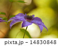 日陰に咲く美しい紫色のテッセンの花、6月 14830848