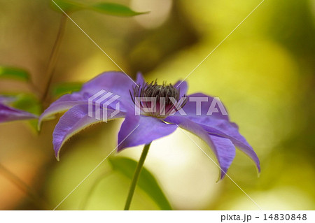 日陰に咲く美しい紫色のテッセンの花 6月の写真素材