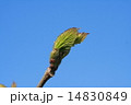 春、5月、東北の高原の木の葉の芽吹き 14830849