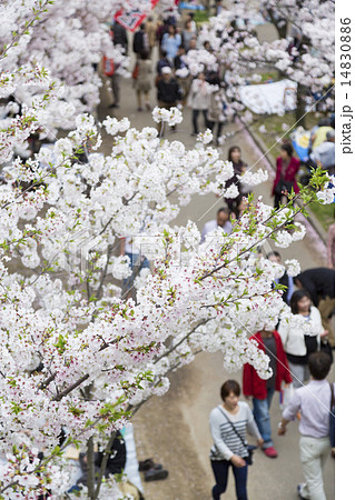 花見イメージ 花見イメージ 14830886
