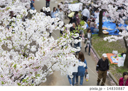 花見イメージ 花見イメージ 14830887