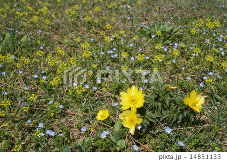 春の花 福寿草と 春の花 福寿草と 14831133