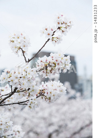 桜 桜 14831233