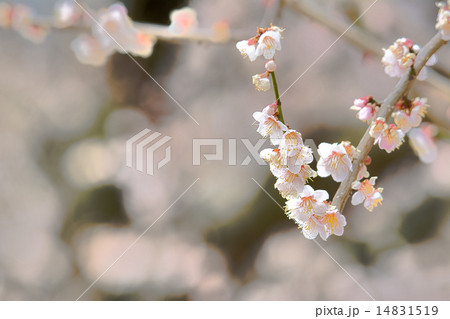 梅の花 14831519
