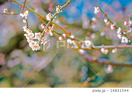 梅の花 14831544