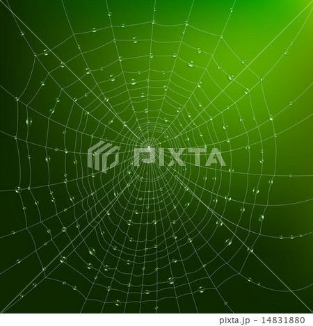 Spider Web With Drops 14831880