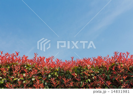 レッドロビンの生け垣 14831981