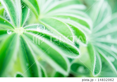 傘咲きルピナスの葉としずく 傘咲きルピナスの葉としずく 14832062