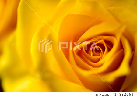 バラ(黄色・アップ) バラ(黄色・アップ) 14832063