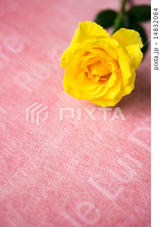 バラ(黄色・背景ピンク) バラ(黄色・背景ピンク) 14832064
