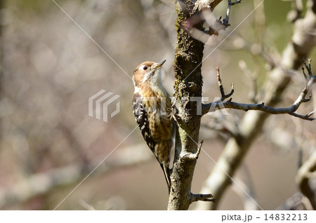 ドラミングするコゲラ ドラミングするコゲラ 14832213