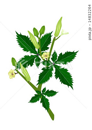 A Fresh Okra Plant on White Background 14832264