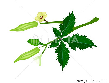 A Stem of Okra on White Background 14832266