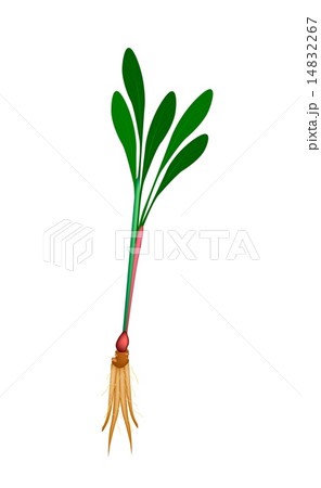 Chinese Ginger Plant or Fingerroot Plant 14832267