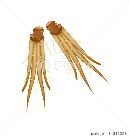 Chinese Ginger or Fingerroot on White Background 14832268
