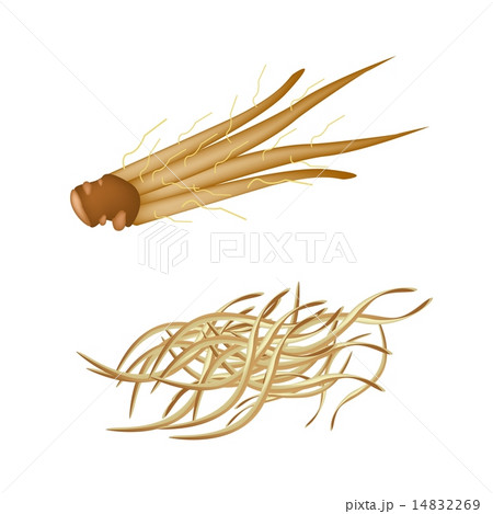 Fingerroot with Julienne Fingerroot 14832269