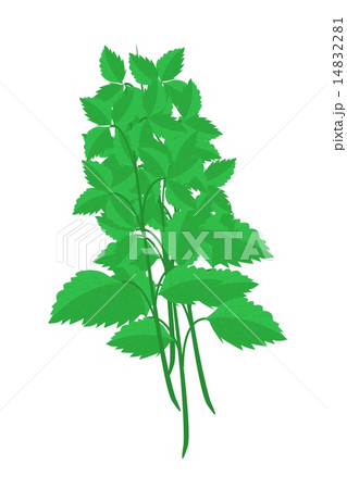 Fresh Holy Basil Plants on White Background Fresh Holy Basil Plants on White Background 14832281