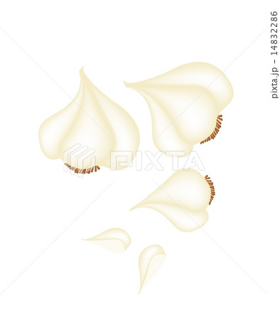 Garlic Bulbs and Garlic Cloves on White Background 14832286